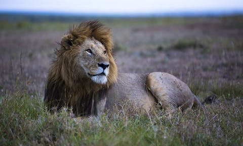 Lions in Maasai Mara
