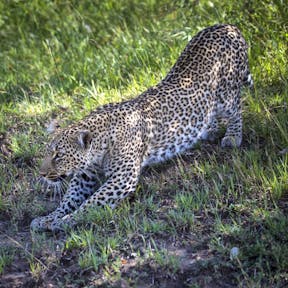 Leopard in Massai Mara 