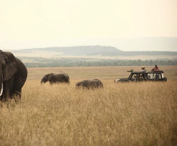Great Migration Maasai Mara National Park