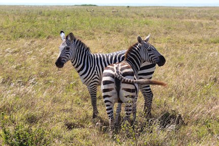 A Morning in Nairobi National Park