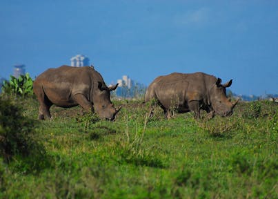 A Morning in Nairobi National Park