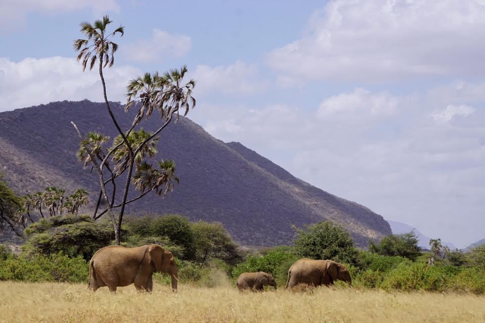 Samburu National Reserve | Brilliant Africa