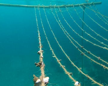 Ropes of Hope