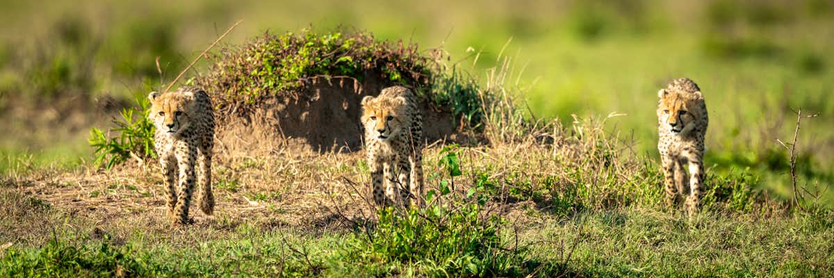 Safari Sightings | Brilliant Africa