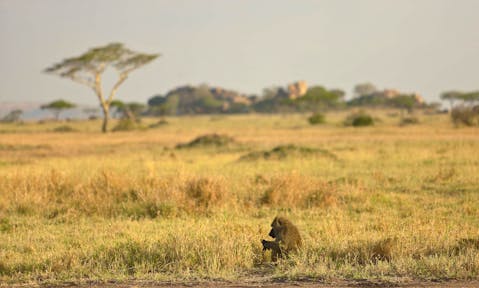A Journey Through Northern Tanzania