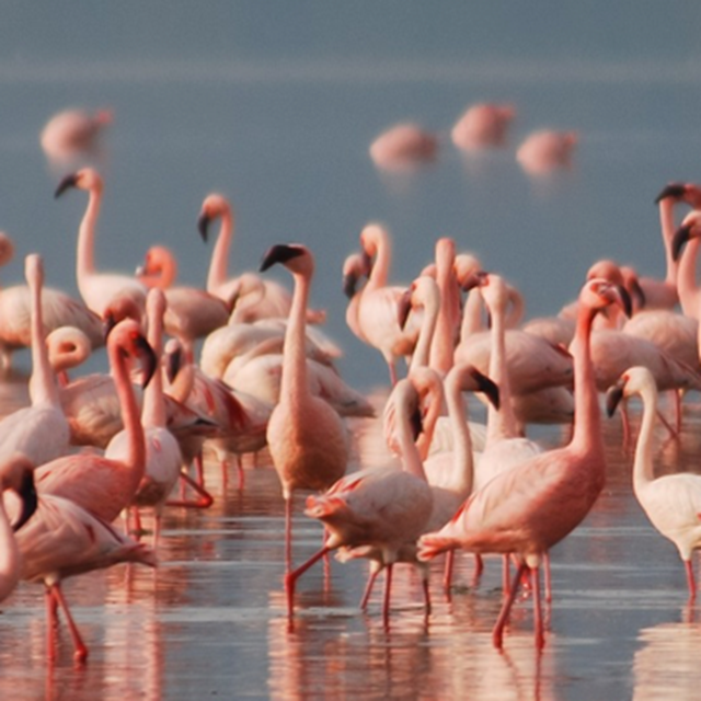 Lake Manyara | Brilliant Africa