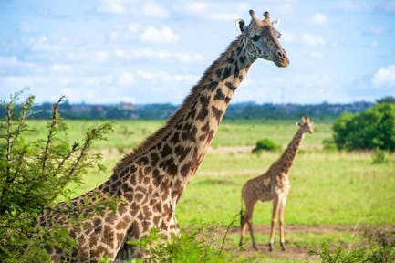 A Morning in Nairobi National Park