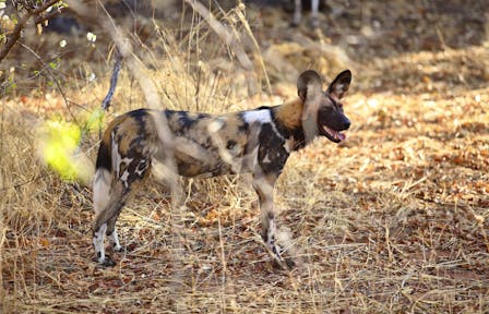 Ruaha National Park