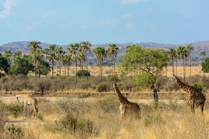 Ruaha National Park