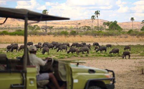 Jabali Ridge Camp