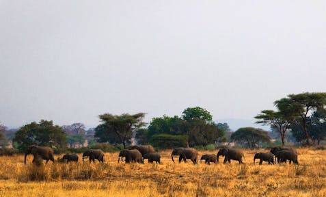Kigelia Ruaha Camp