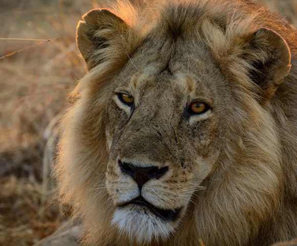 Kenya & Tanzania Safaris