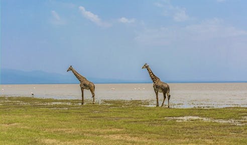 A safari at Lake Manyara