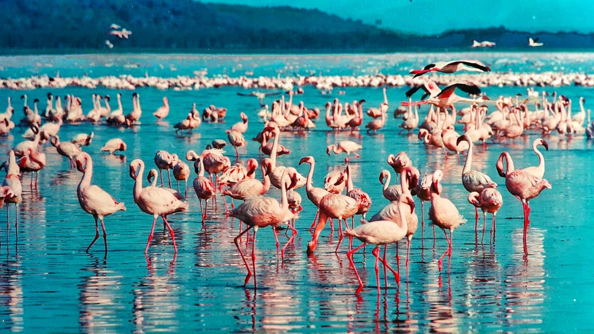 Lake Nakuru National Park | Brilliant Africa
