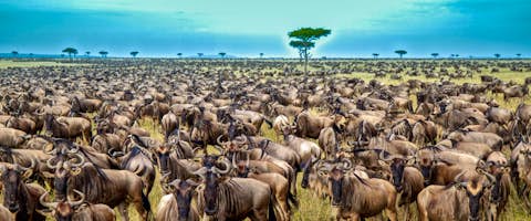 Thousands of Wildebeest, Safaris, and a Glimpse of Kilimanjaro