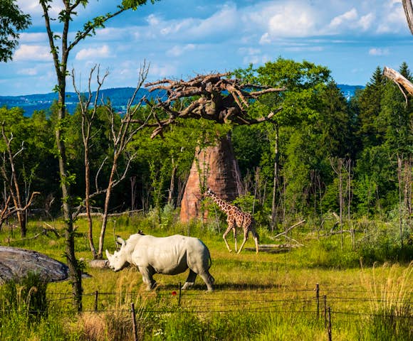 Lewa Wildlife Conservancy in Kenya