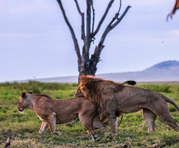 Lewa Wildlife Conservancy in Kenya