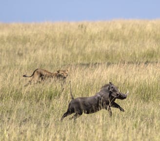 Lion hunting warthog in Maasai Mara, Kenya