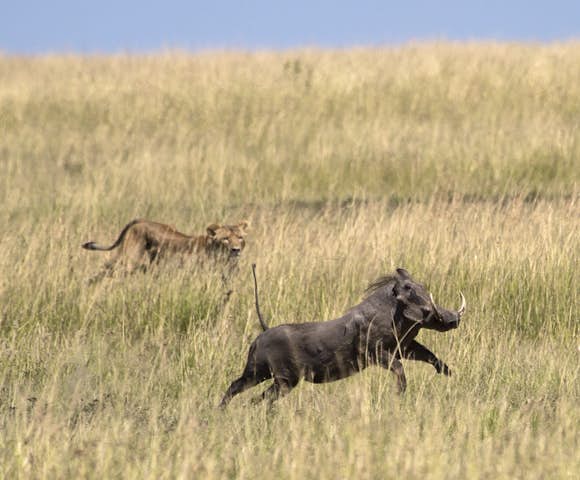 Lion hunting warthog in Maasai Mara, Kenya