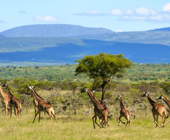 Maasai Mara Giraffes in Kenya