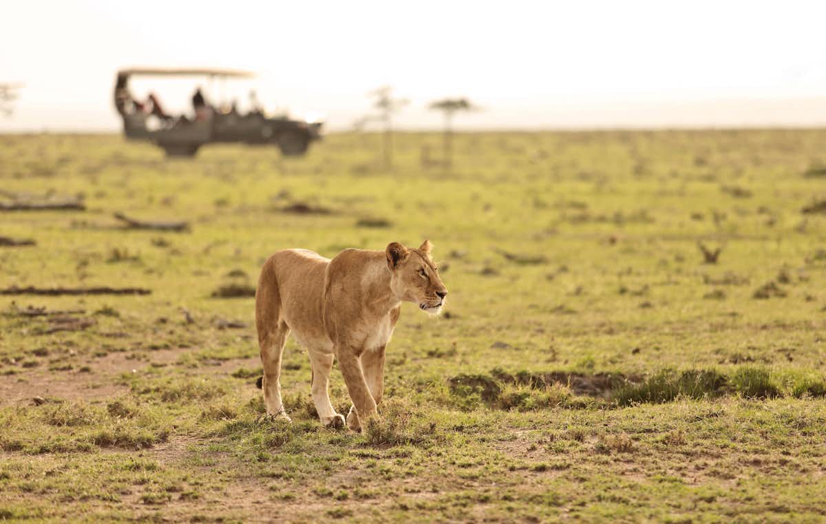 Wildlife in Kenya | Brilliant Africa