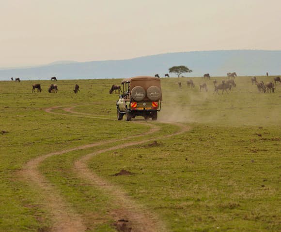 Safaris in Kenya
