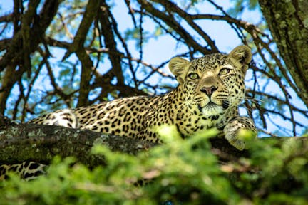 Mara Plains Camp