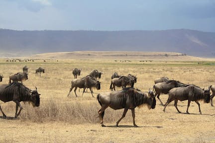 Wildebeest at Ngorongoro Crater in northern Tanzania.