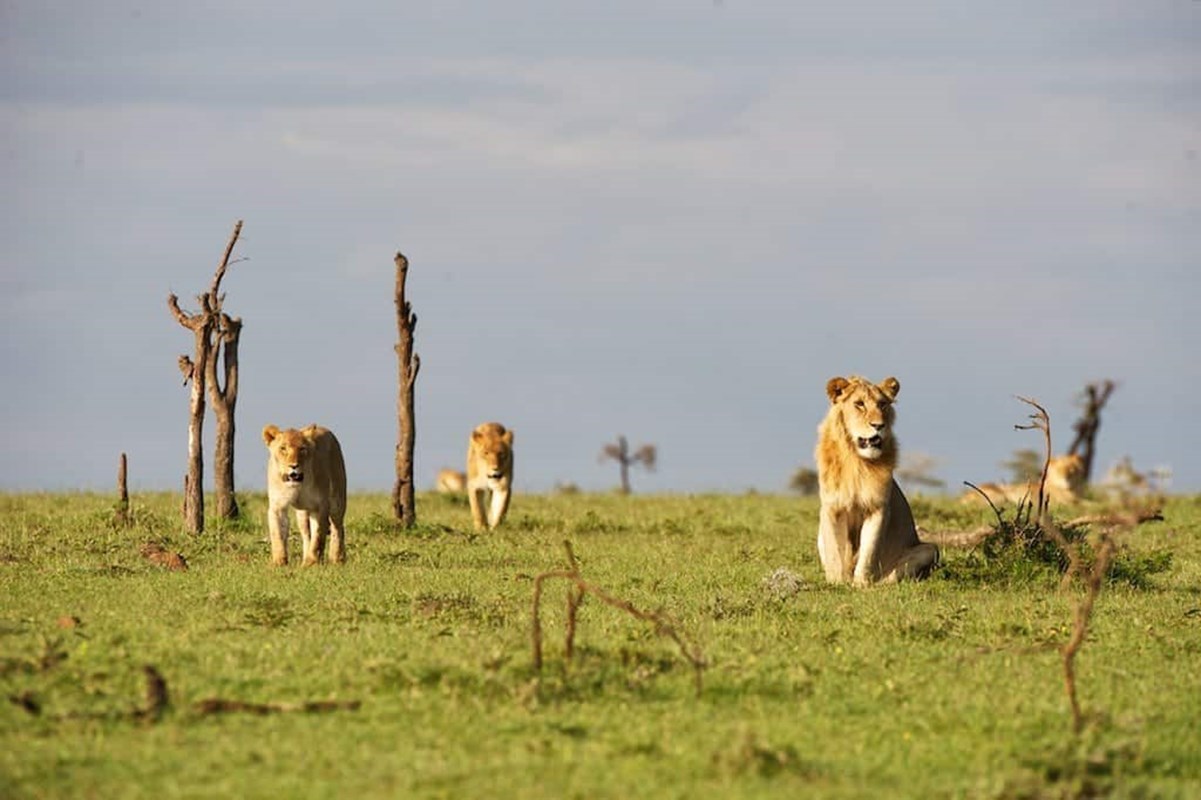 Ol Pejeta Conservancy | Brilliant Africa