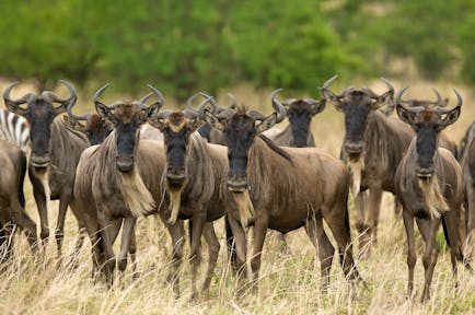 Serengeti Woodlands Camp