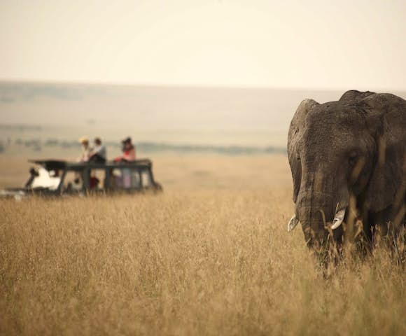 Elephant and vehicle on savannah, Maasai Mara