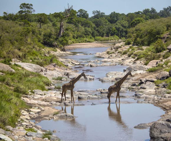 Giraffes crossing river at Maasai Mara, Kenya