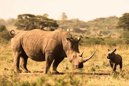 A Morning in Nairobi National Park