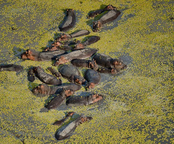 Hippos in the Selous Game Reserve, Tanzania