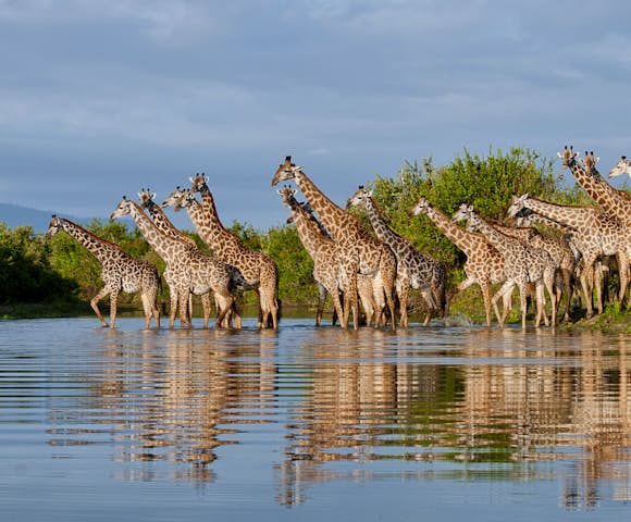Giraffes in lake at Selous Game Reserve, Tanzania