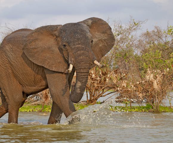 Elephant in river, Selous Game Reserve, Tanzania