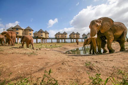 Salt Lick Safari Lodge