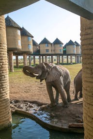 Salt Lick Safari Lodge