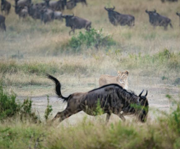 Family Safari in Tanzania