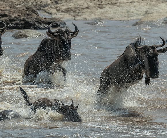Kenya & Tanzania Safaris