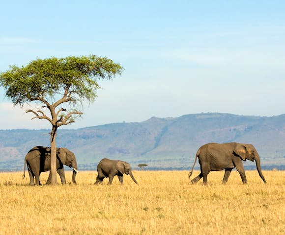 Wildlife in Tanzania