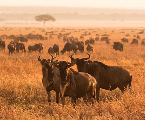 Tanzania Safaris 2023/2024
