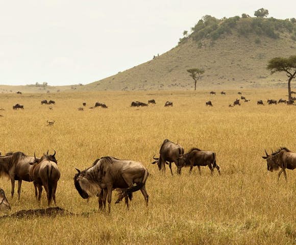 Wildlife in Tanzania | Brilliant Africa