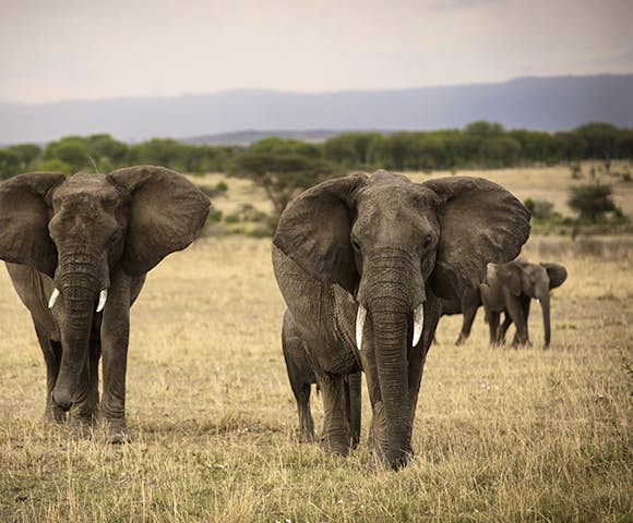 Family Safaris in East Africa