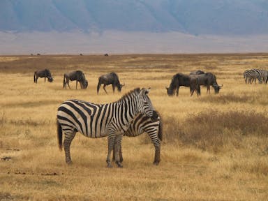 Zebra at Ngorongoro National Park in northern Tanzania.